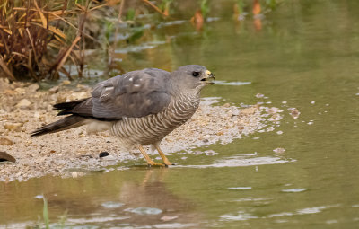 Levant Sparrowhawk