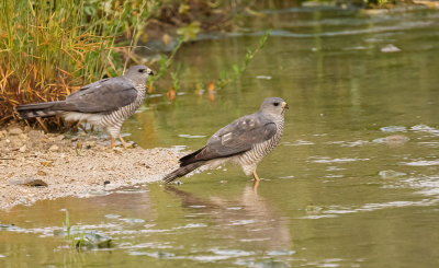 Levant Sparrowhawk