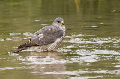 Levant Sparrowhawk