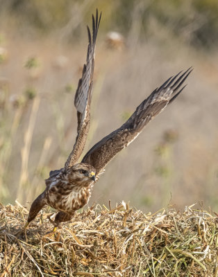 Common Buzzard