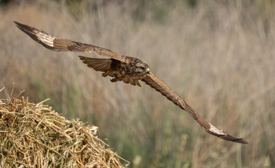 Common Buzzard
