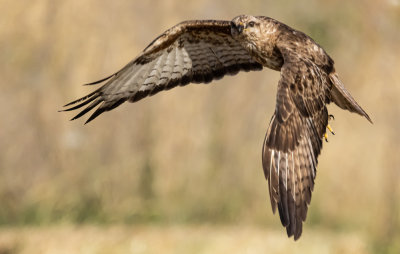 Common Buzzard