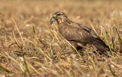 Common Buzzard