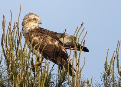 Short Toed Eagle