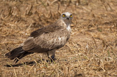 Short Toed Eagle