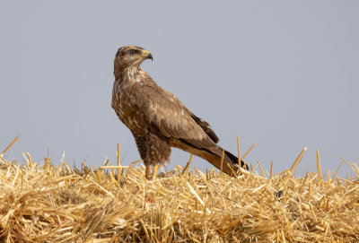 Common Buzzard