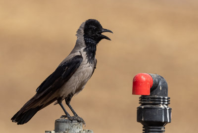 Hooded Crow