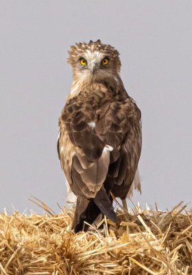 Short Toed Eagle