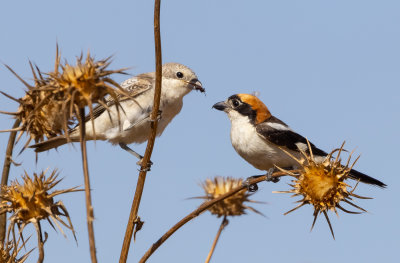 Woodchat Shrike