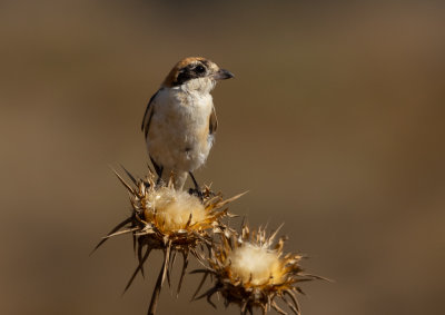 Woodchat Shrike