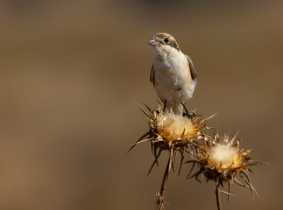 Woodchat Shrike