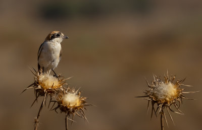 Woodchat Shrike