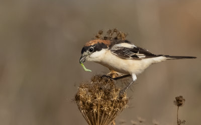 Woodchat Shrike