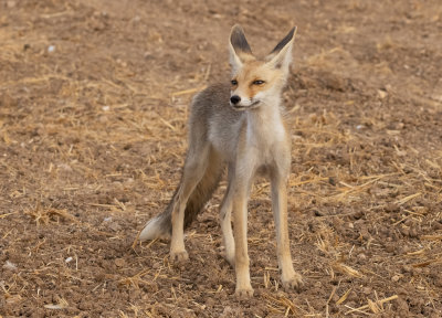  Red Fox