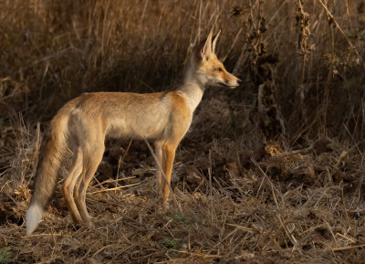  Red Fox