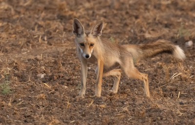  Red Fox