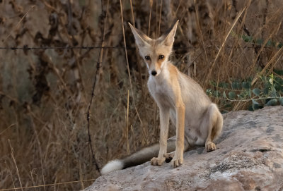  Red Fox