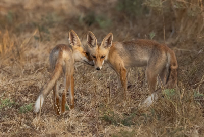  Red Fox