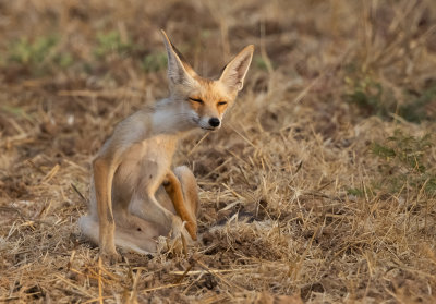  Red Fox