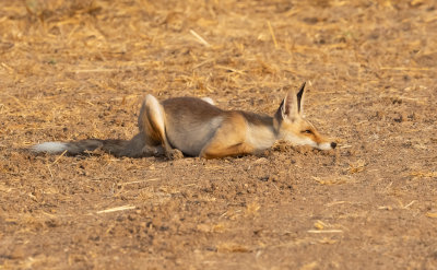  Red Fox