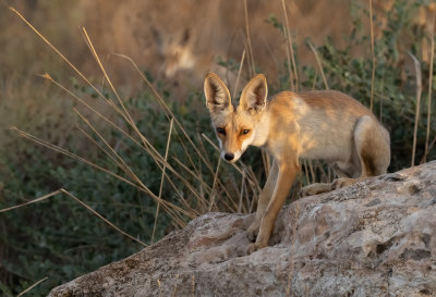  Red Fox