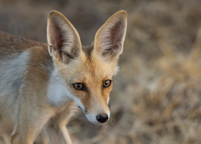  Red Fox