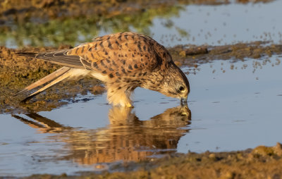 Common Kestrel