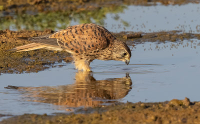 Common Kestrel