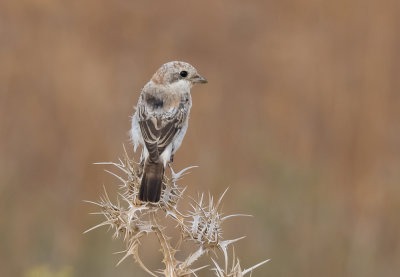 Woodchat Shrike