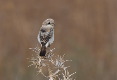 Woodchat Shrike