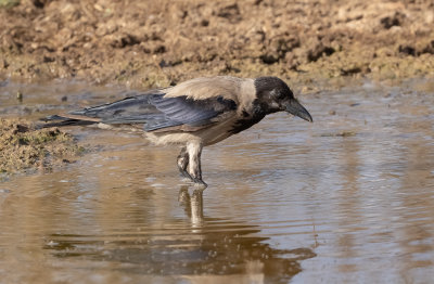 Hooded Crow