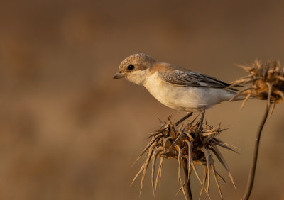 Woodchat Shrike