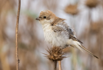 Woodchat Shrike