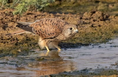 Common Kestrel