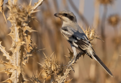 Lesser Grey Shrike