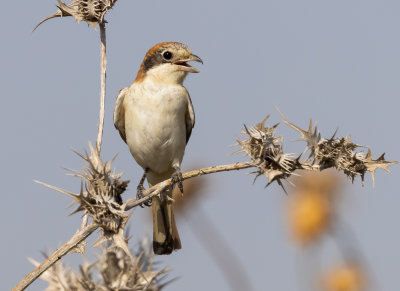 Woodchat Shrike