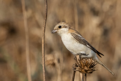 Woodchat Shrike