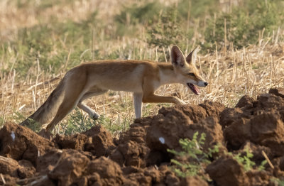  Red Fox