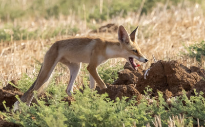  Red Fox