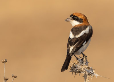 Woodchat Shrike