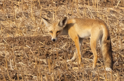  Red Fox