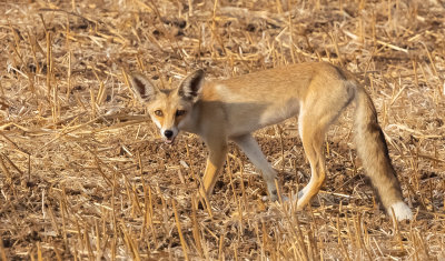  Red Fox