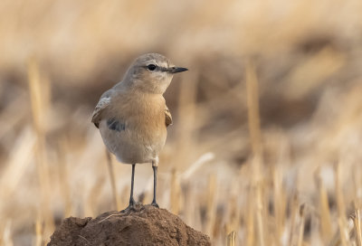Northern Wheatear