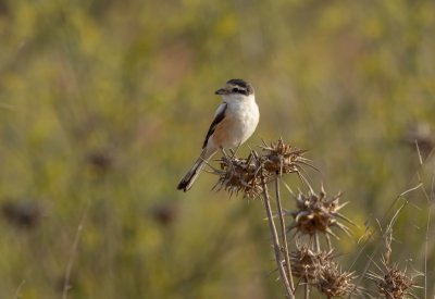 Masked Shrike