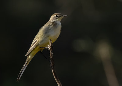 Yellow Wagtail