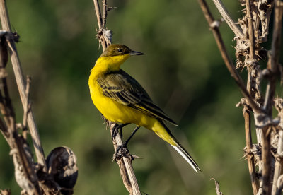 Yellow Wagtail