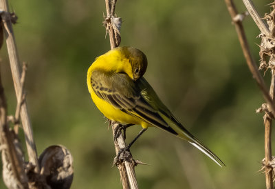 Yellow Wagtail