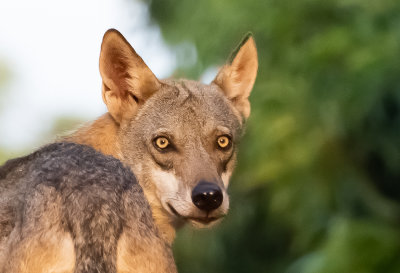 Wolf   זאב