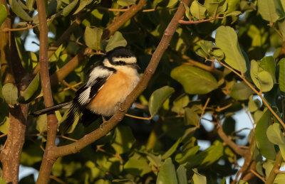 Masked Shrike