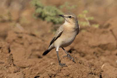 Northern Wheatear